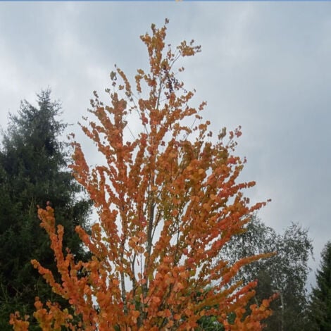 Arbre au caramel japonicum/Pot de 7,5L