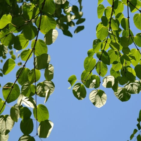 Arbre au caramel japonicum/Pot de 7,5L