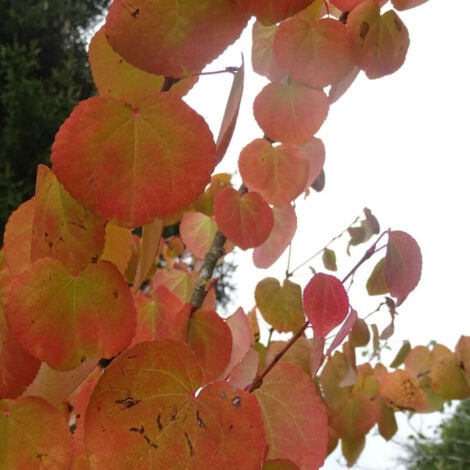 Arbre au caramel japonicum/Pot de 7,5L