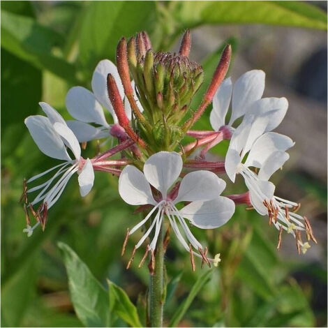 Gaura lindheimeri/Godet - 5/20 cm (1/4)