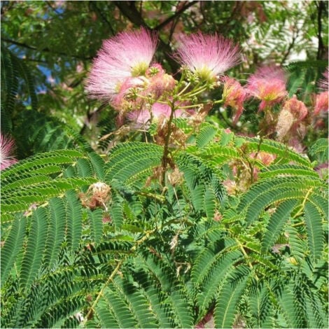 Arbre à soie Ombrella® 'Boulbri'/Pot de 15L