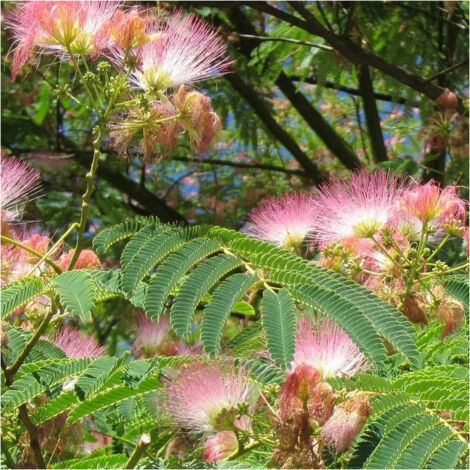 Arbre à soie Ombrella® 'Boulbri'/Pot de 15L