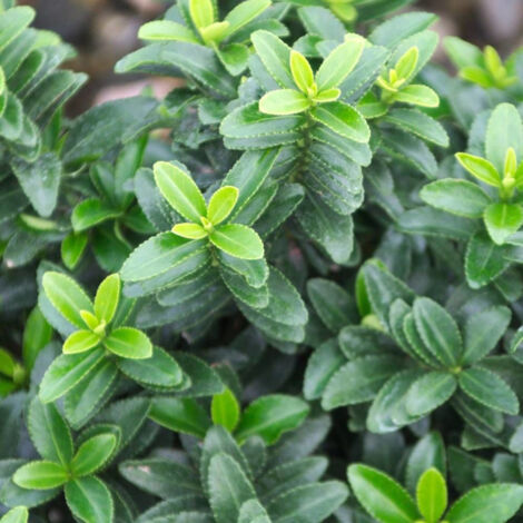 Fusain du Japon Microphyllus/Pot de 3L