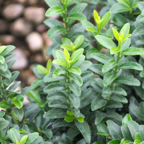 Fusain du Japon Microphyllus/Pot de 3L