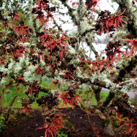 Hamamélis 'Diane' - Hamamelis 