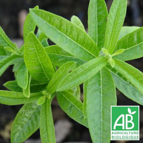 Verveine odorante BIO/Lot de 3 godets