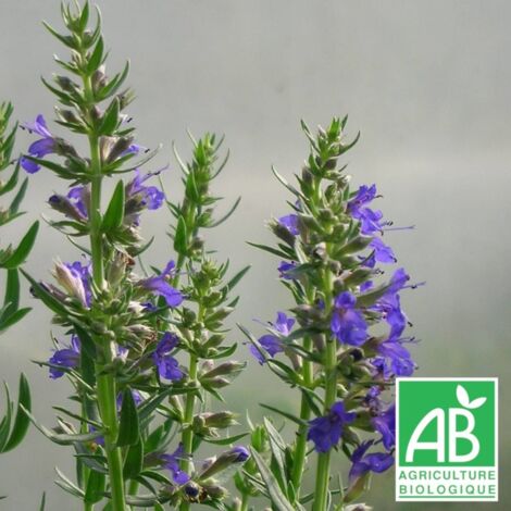 Hysope officinalis naine BIO/Godet