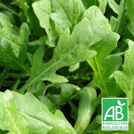 Roquette vivace BIO/Lot de 9 godets
