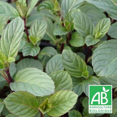 Menthe anis BIO/Lot de 9 godets