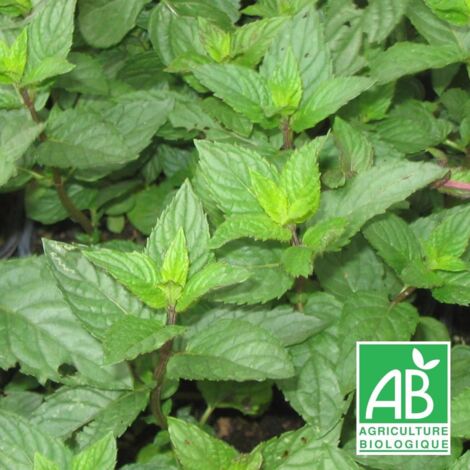 Menthe poivrée BIO/Lot de 3 godets