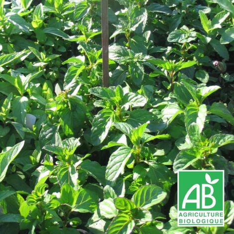 Menthe Bergamote BIO/Godet