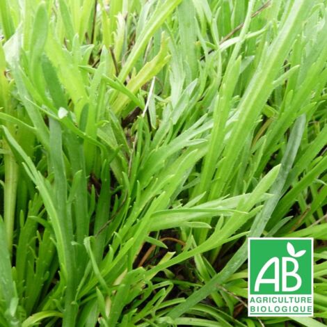 Plantain corne de cerf BIO/Lot de 3 godets