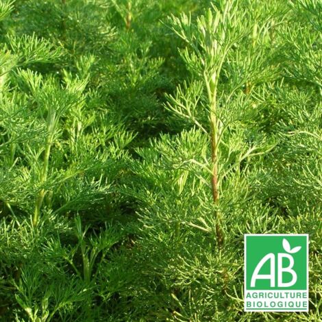 Aurone abrotanum BIO/Lot de 3 godets
