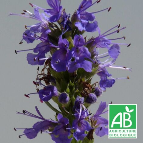 Hysope officinalis BIO - Violette