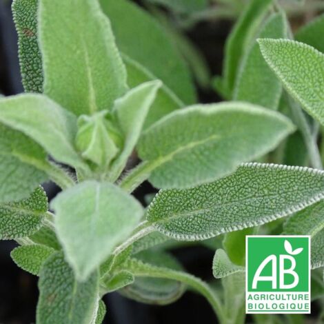 Sauge officinale BIO/Godet