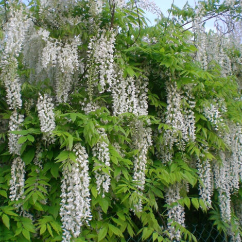Glycine du Japon blanche/Pot de 1,5L - Tuteur bambou 30/60 cm