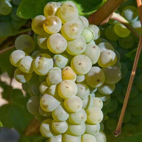Vigne Chasselas Doré, Vigne de table/Pot de 3L - Echelle bambou 60/120 cm (1/4)