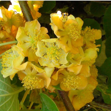 Kiwi chinensis Tomuri (Mâle)/Pot de 1,5L
