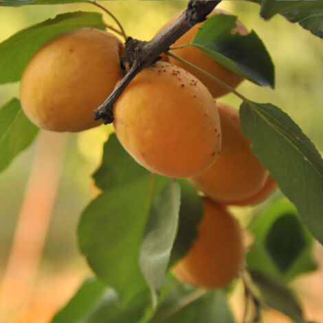Abricotier Hargrand – Arbre fruitier dressé – Floraison semi-tardive – Fruits jaunes orangés, chair ferme et sucrée – Récolte mi-juillet (1/5)