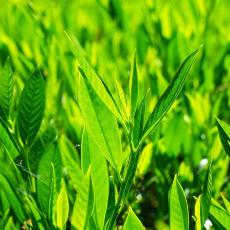 Laurier palme Novita/Pot de 7,5L