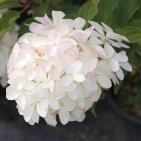 Hortensia paniculata Phantom, Hydrangea paniculata/Pot de 15L - 120/150 cm (1/4)
