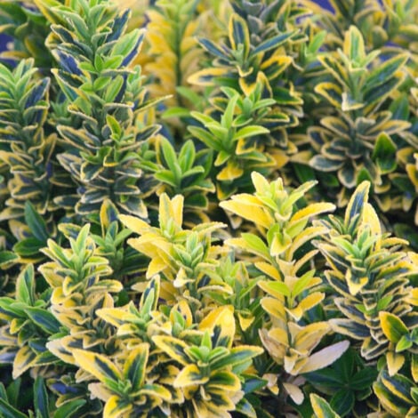 Fusain du Japon Microphyllus Albovariegatus/Pot de 7,5L