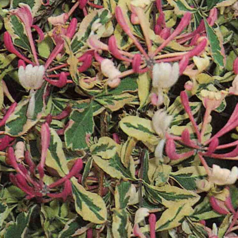 Chèvrefeuille Harlequin® 'Sherlite'/Pot de 1,5L - Tuteur bambou 30/60 cm (1/4)
