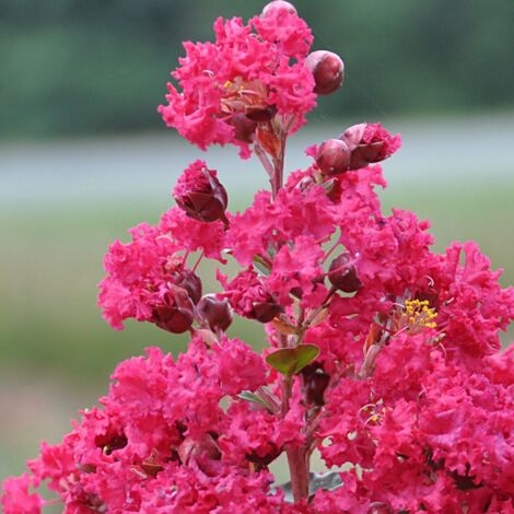 Lilas des Indes indica Braise d'été® 'Indybra' - Rouge