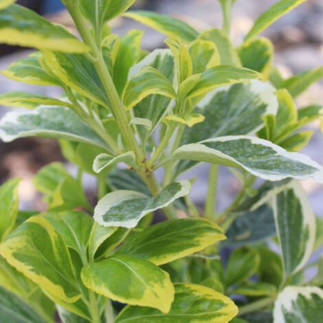 Fusain du Japon Président Gauthier/Pot de 7,5L
