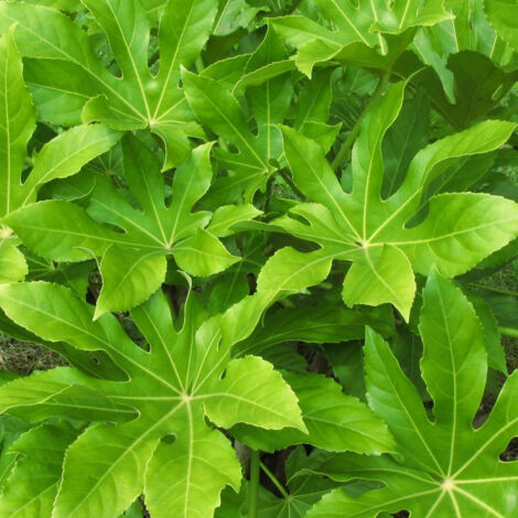 Fatsia du Japon/Pot de 4L