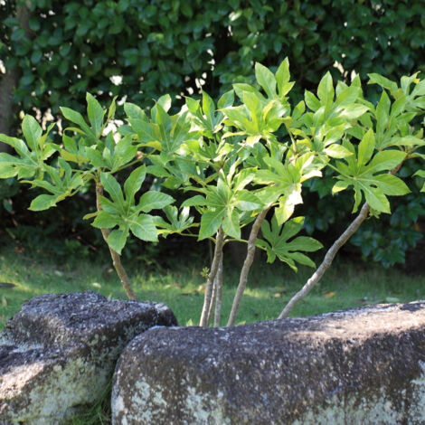Fatsia du Japon/Pot de 4L