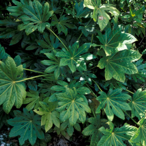 Fatsia du Japon/Pot de 4L