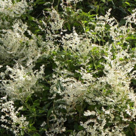 Renouée aubertii/Pot de 1,5L
