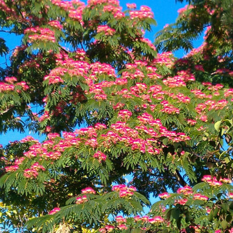 Arbre à soie Rouge Sélection/Pot de 4L
