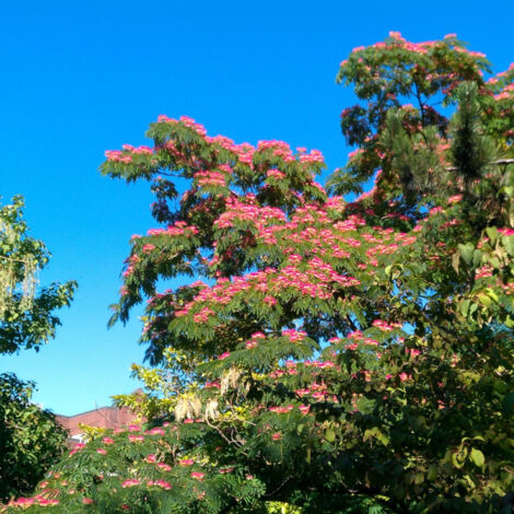 Arbre à soie Rouge Sélection/Pot de 4L