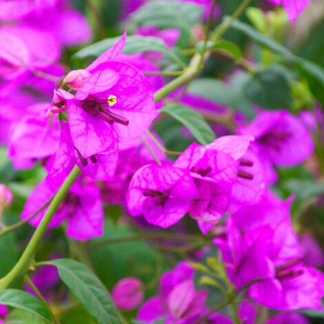 Bougainvillier Violet de Mèze – Pot de 3L – Floraison abondante de mai à septembre – Rusticité jusqu'à -8°C – Emplacement ensoleillé – Clematite.Net (1/5)