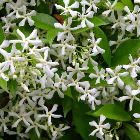 Jasmin étoilé, Jasmin persistant blanc, Trachelospermum/Godet - 5/20 cm