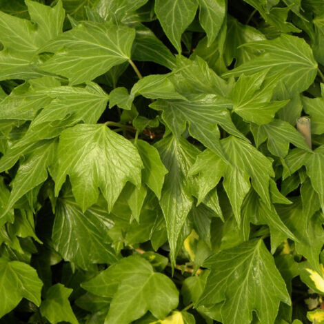 Lierre des bois Ivalace/Pot de 2L - Tuteur bambou 60/90 cm