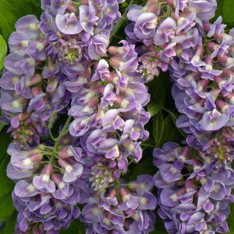 Glycine d'Amérique Amethyst Fall®/Godet - 5/20 cm