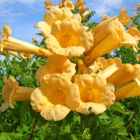 Bignone radicans Yellow Trumpet/Pot de 1L - 30/60 cm