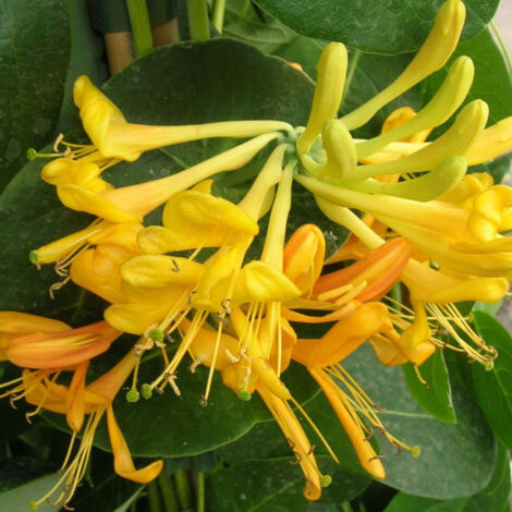 Chèvrefeuille Tellmanniana/Godet - 5/20 cm