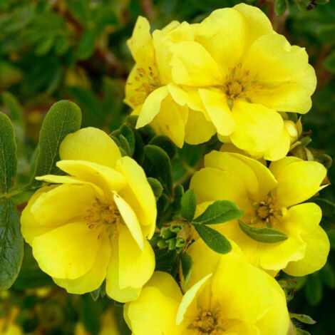 Potentille arbustive Double Punch® Gold 'MINJAU03', Potentilla/Pot de 1,5L - Tuteur bambou 30/60 cm (1/4)