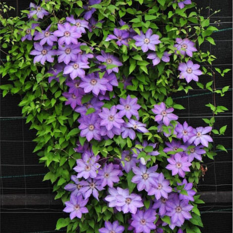 Clématite Baltyk – Fleurs violettes étoilées 10-12 cm – Exposition ensoleillée ou semi-ombragée – Hauteur 2 à 4 mètres