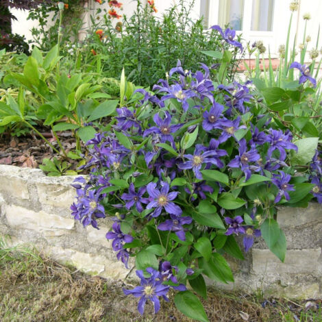 Clématite SAPHYRA® Indigo 'cleminov 51'/Pot de 1,5L - Tuteur bambou 30/60 cm (1/4)