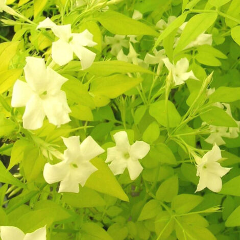 Jasmin blanc Aureum/Godet - 5/20 cm