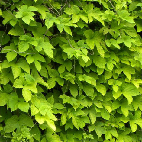 Houblon doré – Plante grimpante vivace à feuillage caduc jaune doré – Idéal pour murs et pergolas – Apporte lumière et intérêt écologique