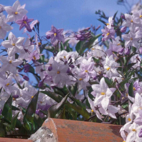 Morelle faux jasmin – Plante grimpante vivace – Fleurs étoilées blanches ou violettes – Croissance rapide pour haies fleuries