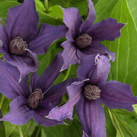 Clématite SAPHYRA® Violetta 'M32-10'/Godet - 5/10 cm (1/4)