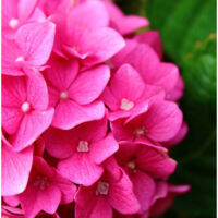 Hortensia Sybilla, Hydrangea macrophylla/Pot de 1,5L - 20/40 cm