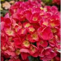 Hortensia Julisa, Hydrangea macrophylla/Pot de 1,5L - 20/40 cm